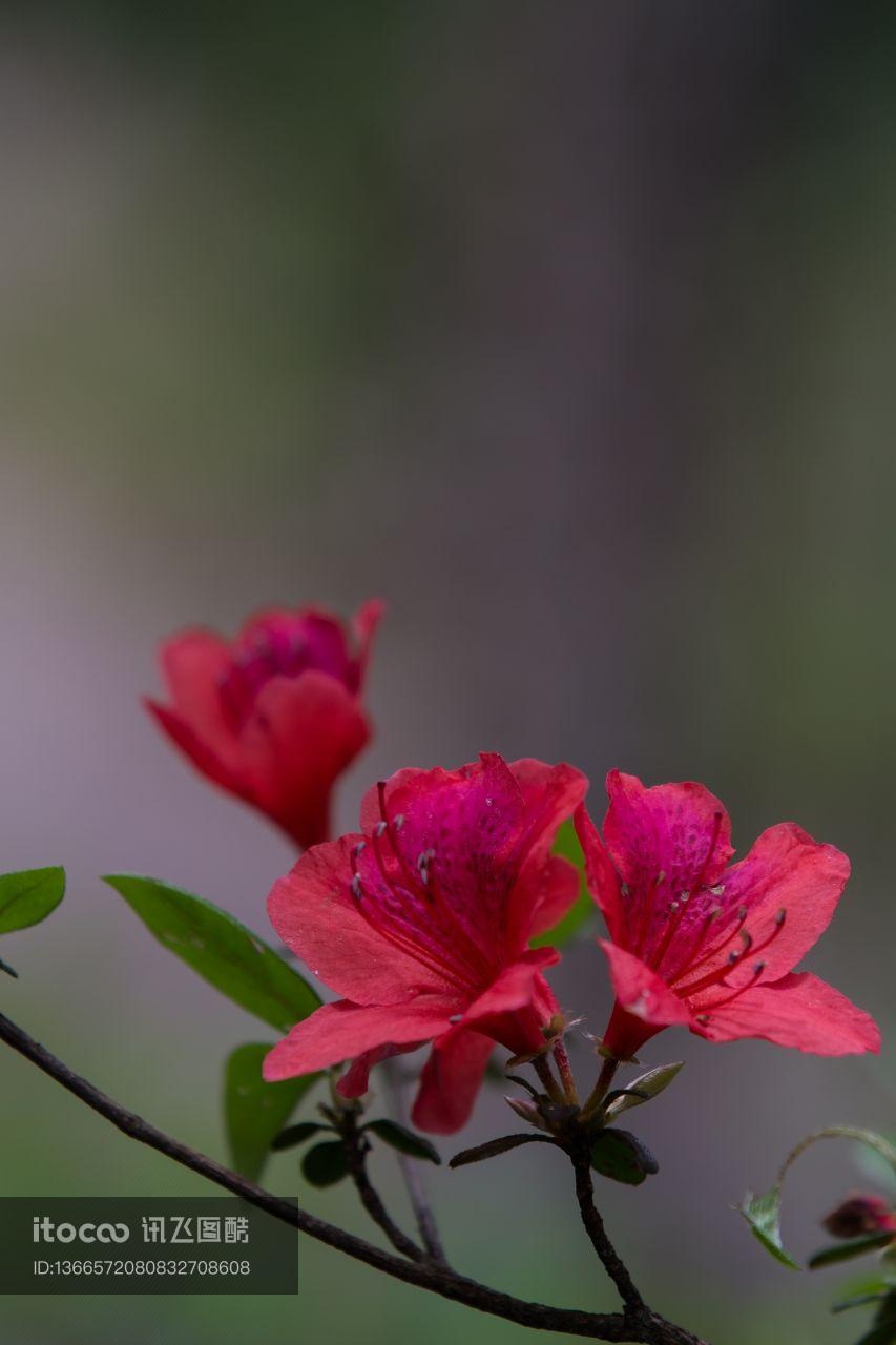 特写,植物,花