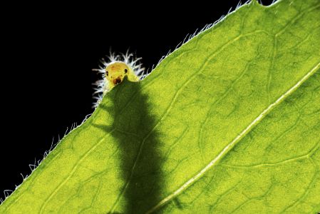 昆虫,昆虫类,毛毛虫,动物,生物,特写,微距