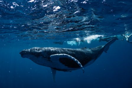 抹香鲸,海洋生物,哺乳动物,动物