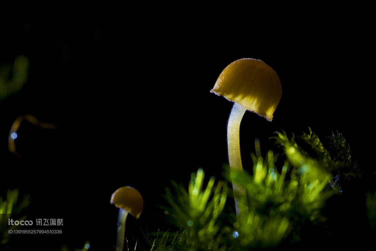 特写,蘑菇（块菌）,自然