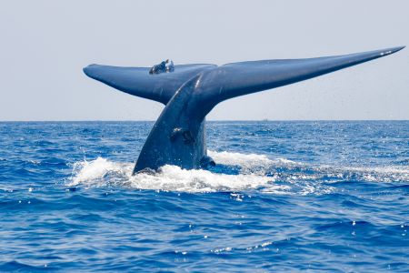 海洋,哺乳动物,海豚尾巴,蓝鲸,自然风光,生物,全景,特写,动物,哺乳类