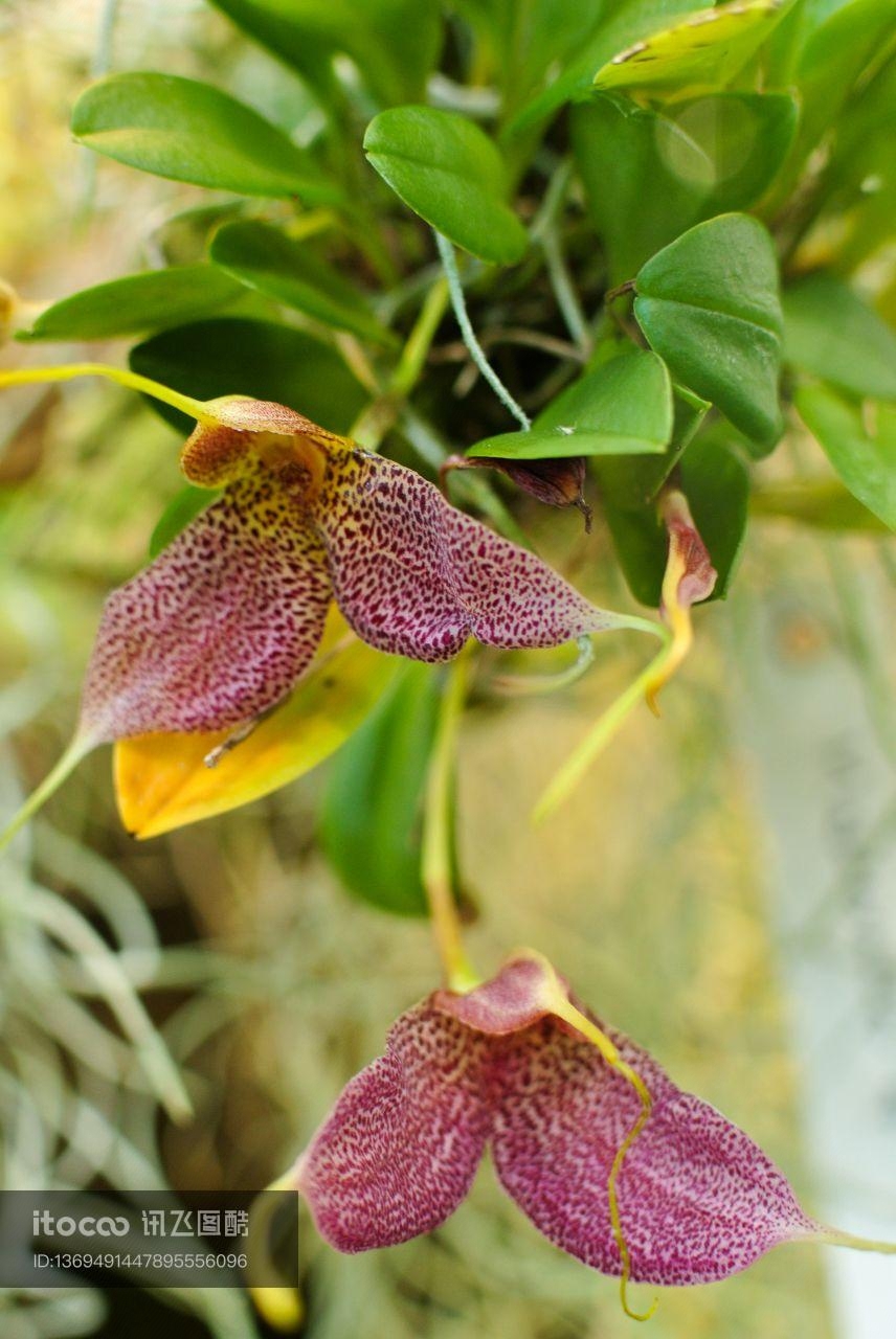 自然风光,植物,花