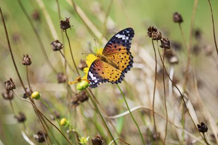 昆虫,节肢动物,虫子,特写,动物,昆虫类