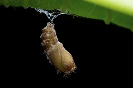 昆虫,节肢动物,昆虫类,动物,生物,特写,微距