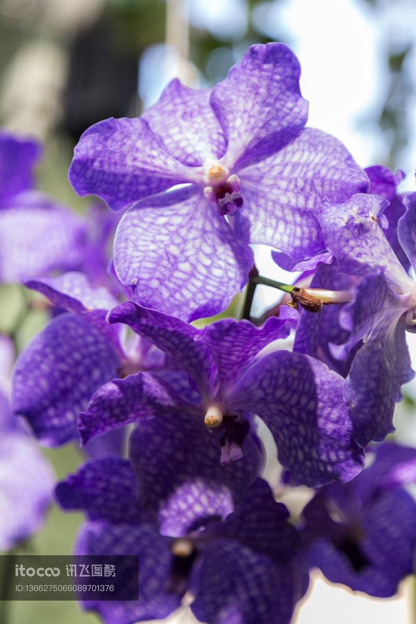 花,特写,生物