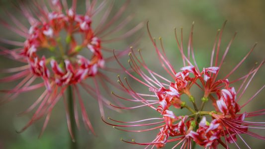 植物,石蒜科,红花石蒜,龙爪花,彼岸花,自然风光