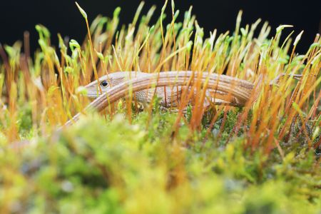 特写,蛇,生物,植物,青草,动物,爬行动物