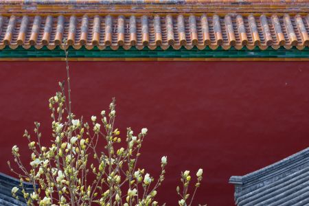 建筑,故宫,传统建筑,城墙,中国,北京,历史古迹,植物,花,树叶