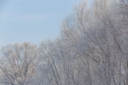 冰雪,自然风光,雪,冬天,植物,枯枝,树,树挂