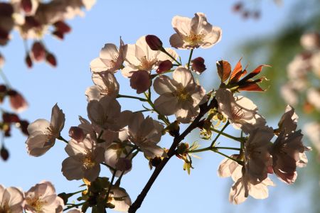 自然风光,植物,花,玉渊潭,中国,北京