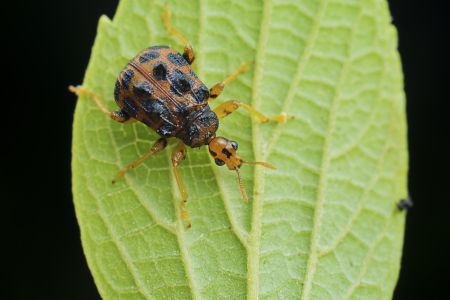 节肢动物,虫子,动物,生物,昆虫,特写