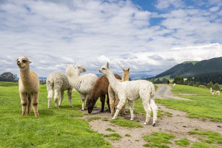 生物,动物,羊,自然风光,国外,新西兰,草原