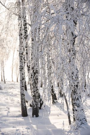 树,枯枝,冰雪,植物,自然风光,特写,国外,俄罗斯