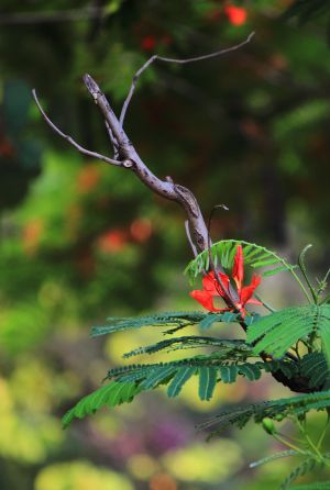 植物,花,树叶,生物,特写