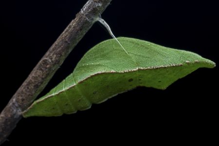昆虫,节肢动物,昆虫类,动物,生物,特写