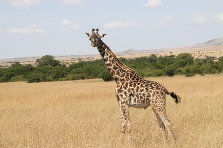 国外,动物,肯尼亚,自然风光,生物,草原,哺乳动物,长颈鹿,哺乳类,特写,植物,灌木,马赛长颈鹿,南非长颈鹿,西非长颈鹿
