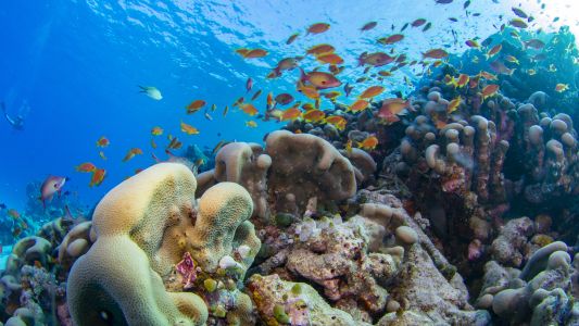 海洋,鱼类,自然风光,珊瑚礁,鱼群,动物,水族馆海底世界,海底世界,珊瑚馆