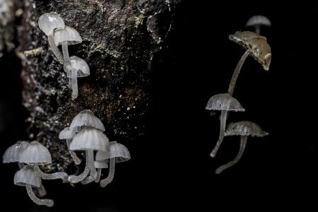 蘑菇（块菌）,蘑菇,植物,生物,真菌,特写