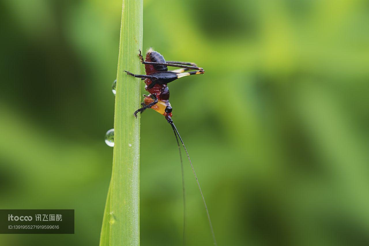 特写,生物,动物