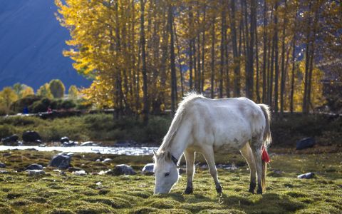 自然风光,生物,树木,马,特写,青草,森林,江河