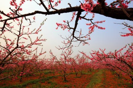 自然风光,植物,花,平谷桃花节,中国,北京