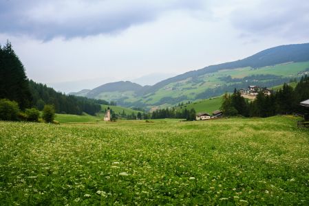 草原,植物,自然风光,山川,成片种植,树木,青草