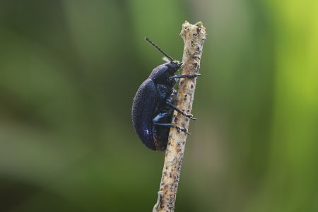 昆虫,昆虫类,节肢动物,动物,生物,特写