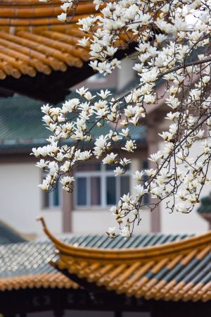 植物,自然风光,花,中国,历史古迹,屋檐墙壁