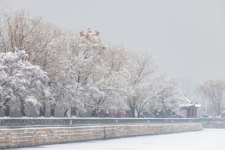 中国,故宫,植物,北京