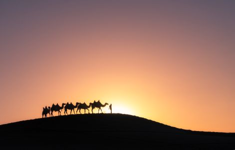 骆驼,自然风光,荒漠,哺乳动物,日落