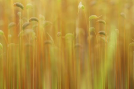 特写,生物,植物,青草