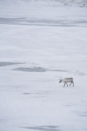 驯鹿,冰雪,生物,自然风光,动物,哺乳动物,山川