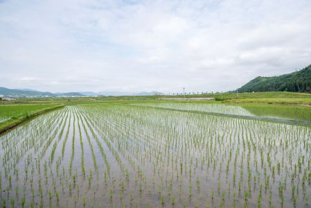 水稻田,自然风光,草原,植物,天空,稻田