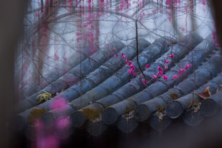 特写,历史古迹,城镇,建筑,天空,植物,树木,花