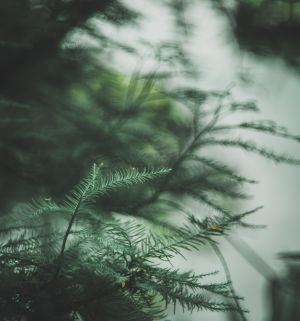 植物,水松,绿松,生物