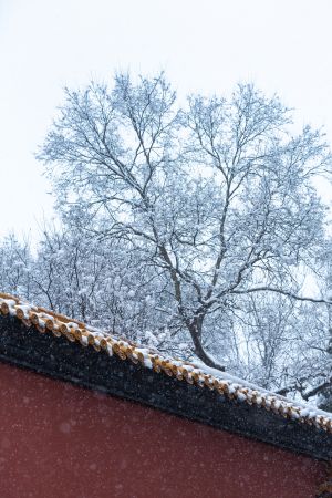 冬天,自然风光,生物,特写,雪,植物,建筑,历史古迹,天空,冰雪,传统建筑