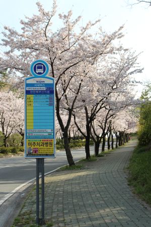 韩国,道路,花,春天,公交站牌,樱花,城镇,国外,全景,植物,树木,生物
