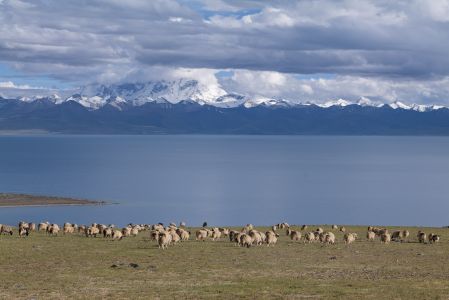 天空,西藏,动物,羊,湖泊,雪山,白云