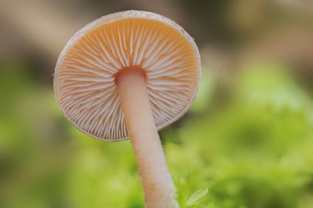 蘑菇（块菌）,特写,自然,户外,生物,植物,真菌,环境,树木