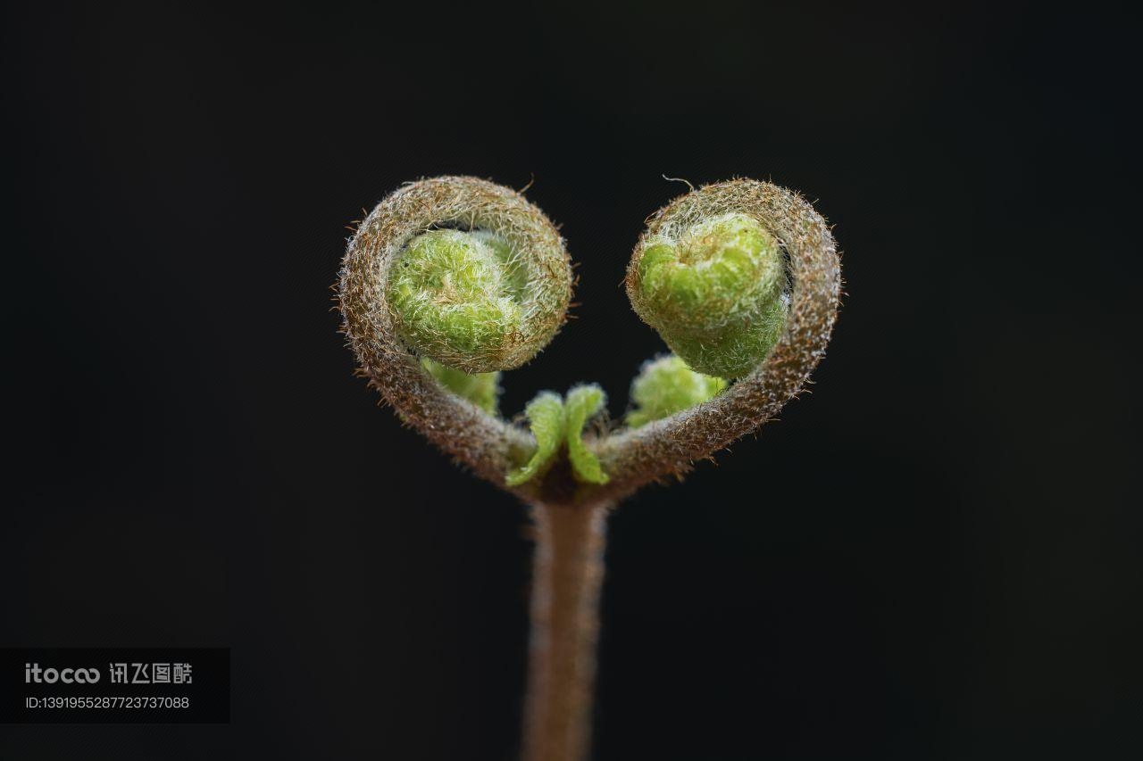 生物,蕨类,特写