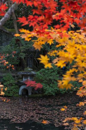 秋天,植物,树木,城镇,自然风光,建筑