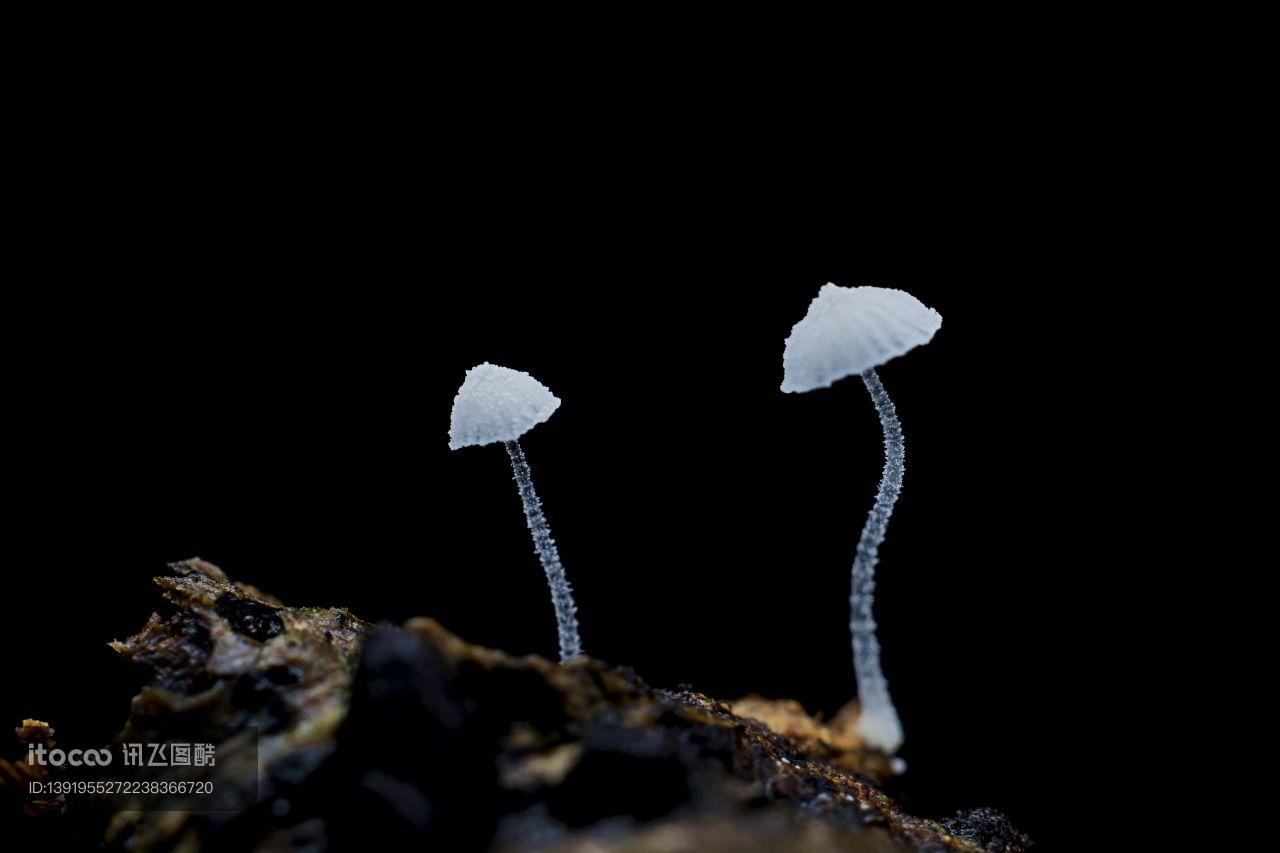 蘑菇（块菌）,特写,自然