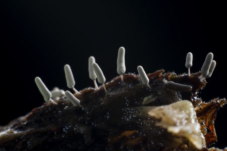 蘑菇（块菌）,蘑菇,植物,生物,真菌,特写