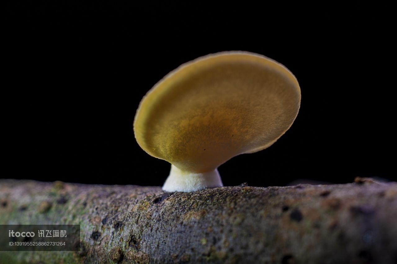 青草,蘑菇（块菌）,真菌