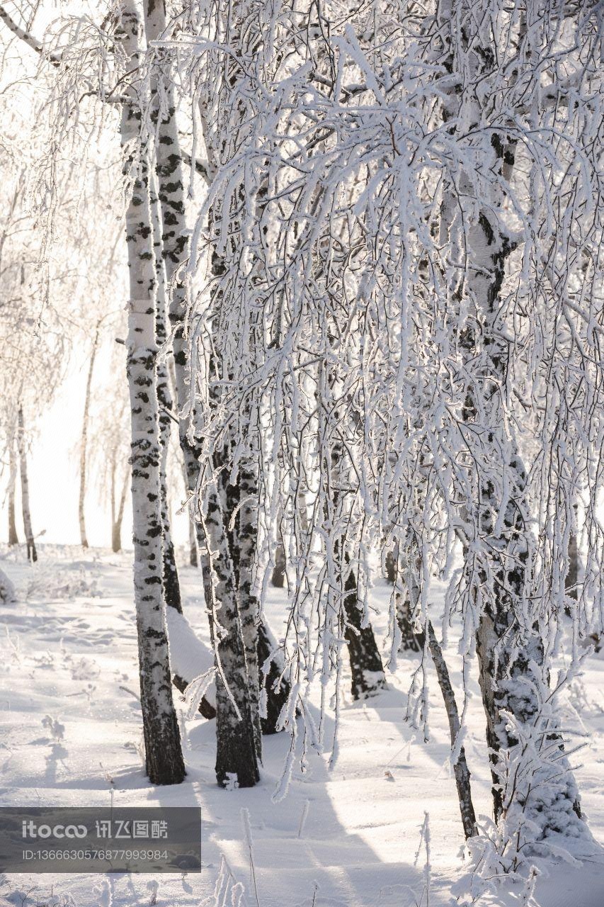 树,枯枝,冰雪