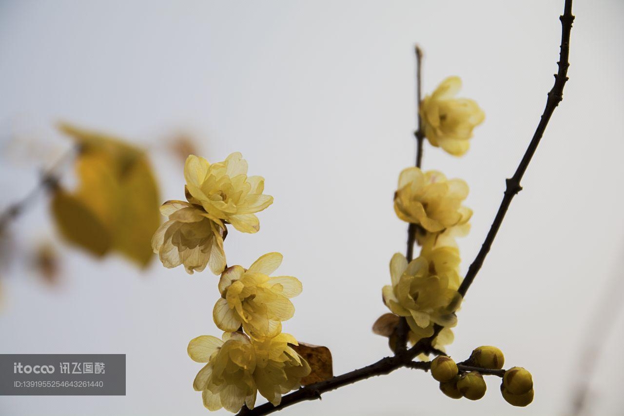 特写,花,梅花