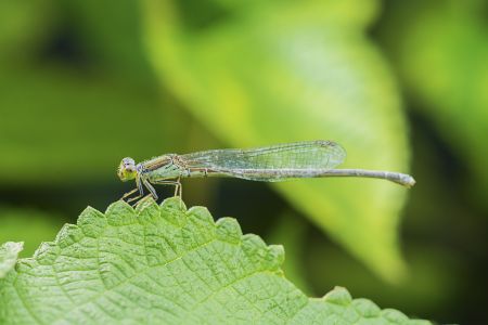 昆虫,节肢动物,动物,生物,特写,昆虫类
