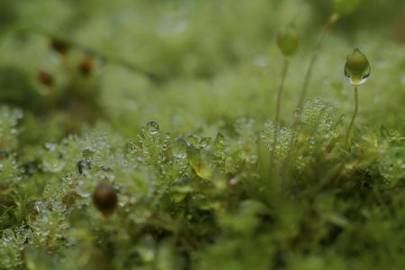 生物,青草,露水 ,自然,环境,户外,季节,特写,植物