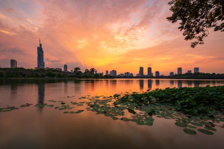 城镇,荷花,天空,湖泊,都市,建筑,植物,白云,树木