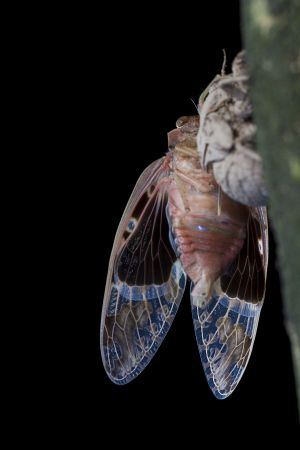 昆虫,节肢动物,动物,特写,微距,生物,自然风光,昆虫类